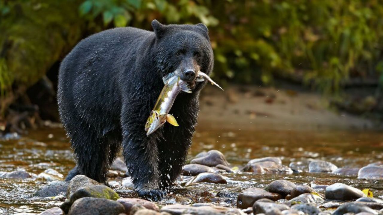 These 7 Animals in Pennsylvania Have Been Named the Most Dangerous Animals in The State