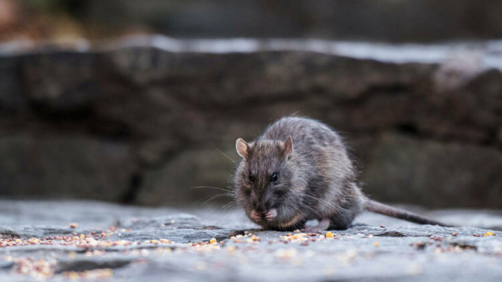 NYCHA’s New Trash Terminal Aims to Eliminate Rats and Pests