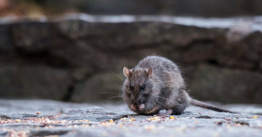 NYCHA’s New Trash Terminal Aims to Eliminate Rats and Pests