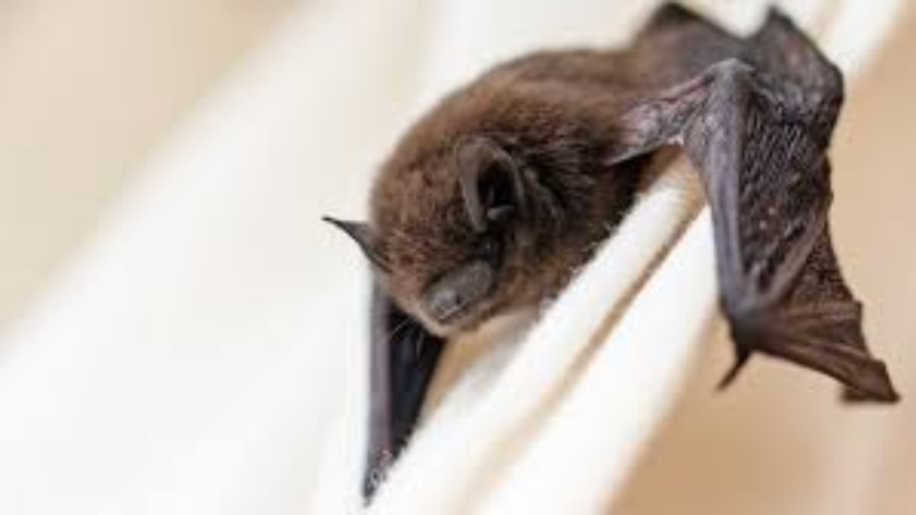 Brantford-area Child Dies from Rabies After Contact with a Bat