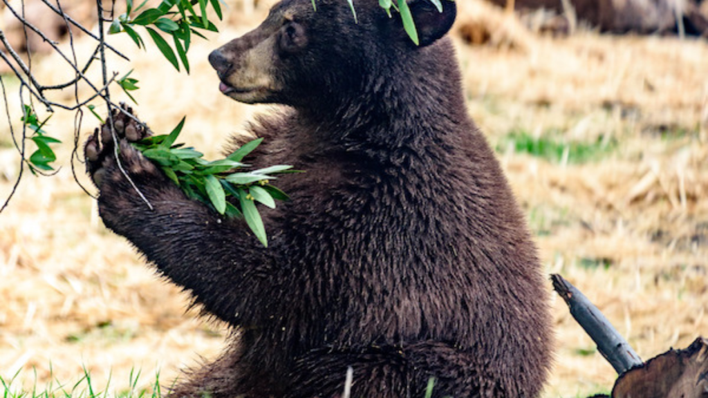 California Zoo Bear Receives Exceptional Dental Care, Surpassing Human Standards