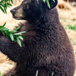 California Zoo Bear Receives Exceptional Dental Care, Surpassing Human Standards