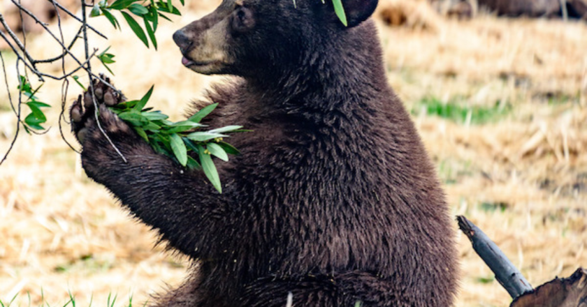 California Zoo Bear Receives Exceptional Dental Care, Surpassing Human Standards