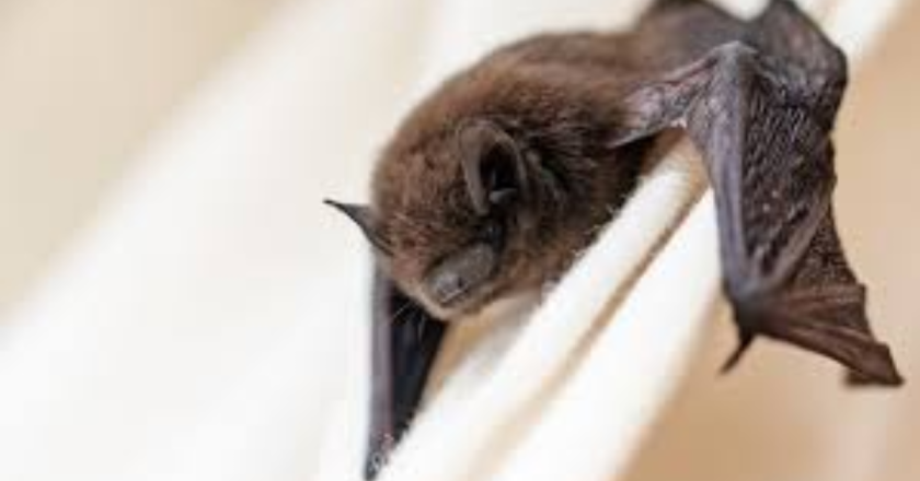 Brantford-area Child Dies from Rabies After Contact with a Bat