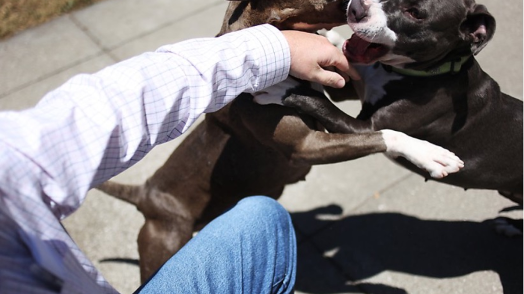 Elderly Man Hospitalized After Vicious Attack by Three Pit Bulls in Los Angeles