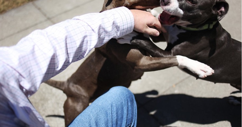 Elderly Man Hospitalized After Vicious Attack by Three Pit Bulls in Los Angeles