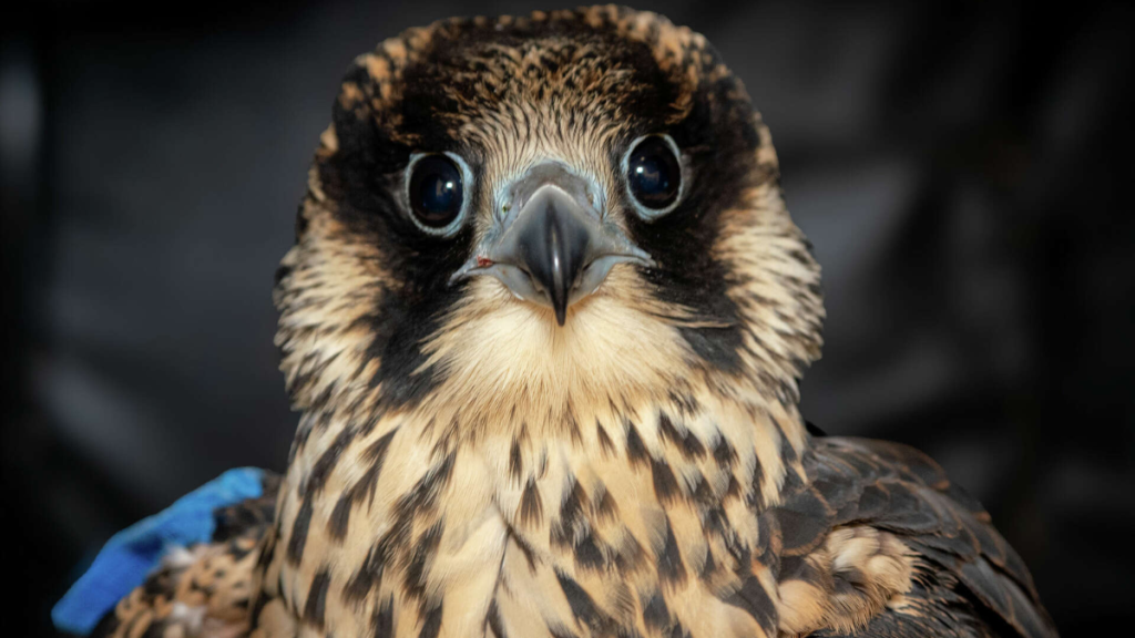 Famous Falcon Soars Again After Wing Surgery: A Triumph of Wildlife Rehabilitation