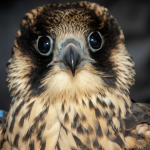 Famous Falcon Soars Again After Wing Surgery: A Triumph of Wildlife Rehabilitation