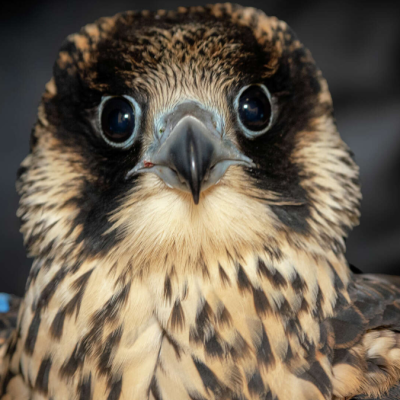 Famous Falcon Soars Again After Wing Surgery: A Triumph of Wildlife Rehabilitation