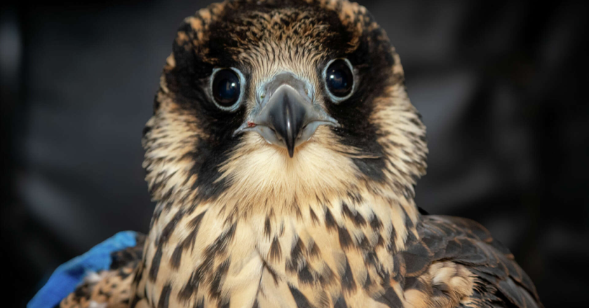 Famous Falcon Soars Again After Wing Surgery: A Triumph of Wildlife Rehabilitation