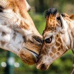 U.S. officials push to add some giraffes to endangered species list