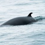 Researchers capture baleen whales for the first time to study their hearing