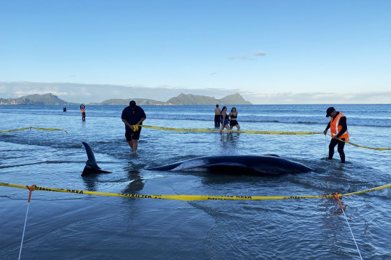 More than 30 stranded whales saved in New Zealand by people lifting them on sheets