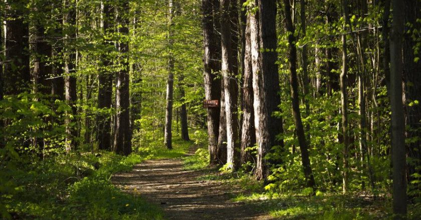 New $4.5 Million Grant Aims to Boost Forest Growth Across New York State