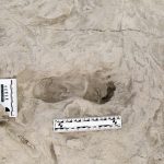 Footprints show two species of ancient human relatives shared the same ground at the same time