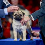 ‘Vito’ the pug wins best in show at annual National Dog Show competition