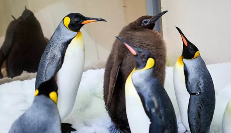 See Pesto the viral baby penguin grow up as he sheds brown feathers in new photos