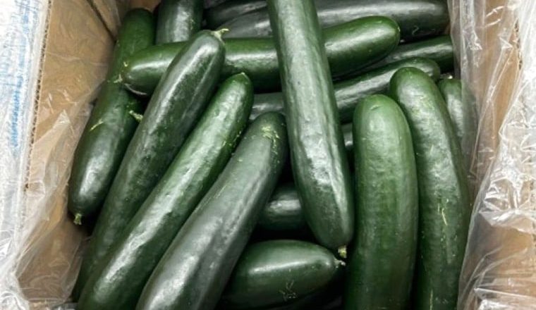 Cucumbers recalled in 26 states over possible salmonella contamination