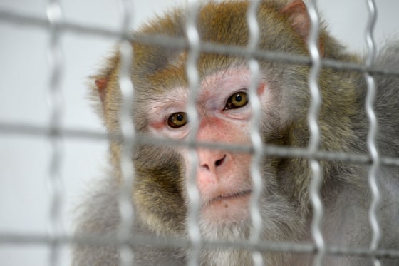 24 more monkeys found after 43 escape from South Carolina research facility