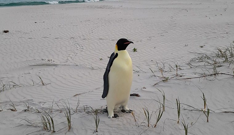 Emperor penguin found 2,000 miles from home on Australian tourist beach