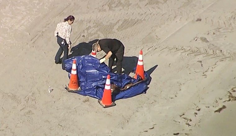 Human head floats ashore in South Florida