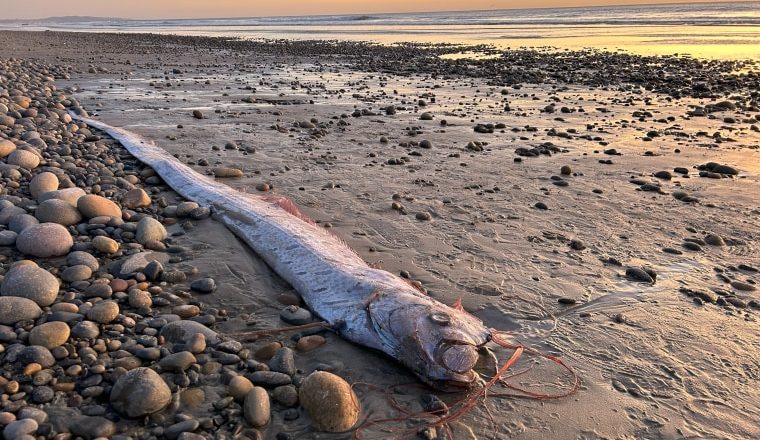 A mythical harbinger of doom washes up on a California beach