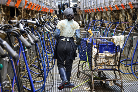 Dairy workers may have bird flu without feeling sick, CDC reports