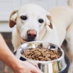 7 best foods for dogs with allergies, according to veterinarians