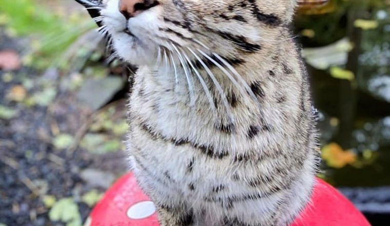 20 big cats die from bird flu at Washington wildlife sanctuary