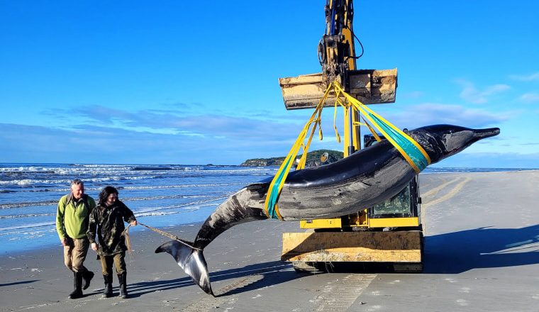 Scientists gather to decode puzzle of the world’s rarest whale