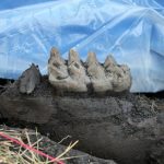 Complete mastodon jaw fossil found in New York backyard