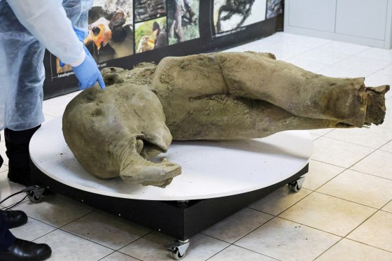 Discovery of 50,000-year-old baby mammoth is a big boon to researchers