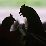 U.S. reports first severe human case of bird flu, in a patient hospitalized in Louisiana