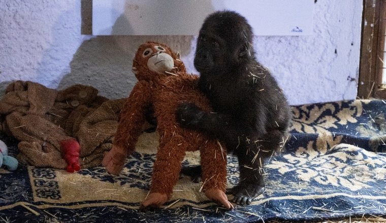 A young gorilla rescued from an aircraft hold recovers at Istanbul zoo