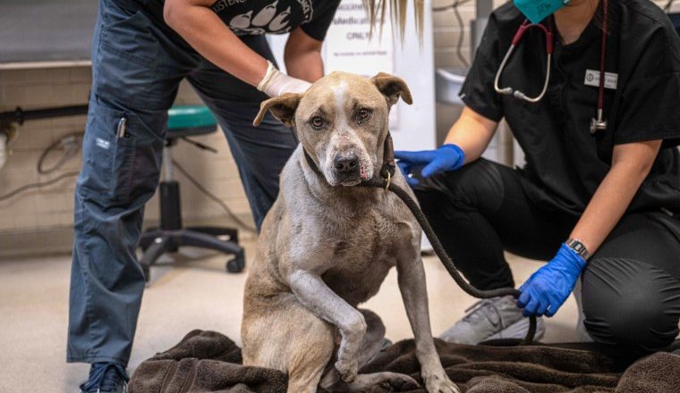 California animal rescue groups open their doors to pets, some with burns, whose owners could not evacuate with them