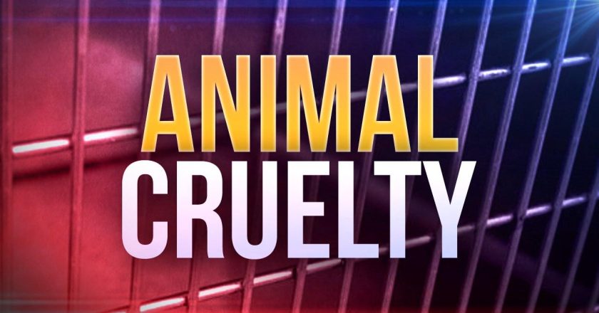 Clarence Couple Arraigned on Animal Cruelty Charges