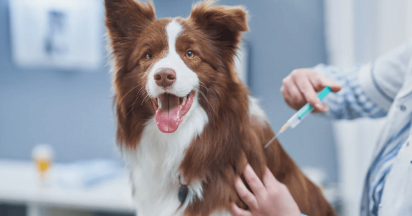 Free Rabies Vaccination Clinic for Pets: Protect Your Furry Friends from a Deadly Disease