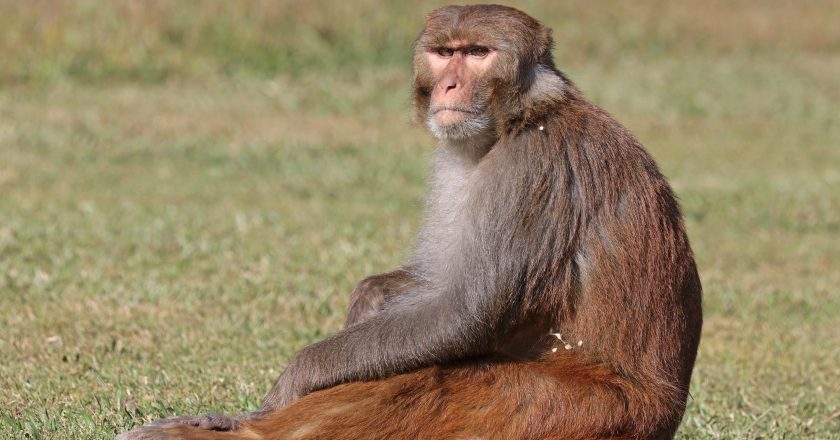 Last Escaped Monkeys Captured in South Carolina After Months on the Run