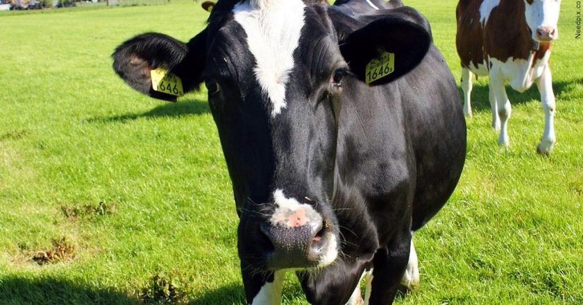 Robotic Manure Collection Revolutionizes Dairy Farming: Free Event at Nichols Dairy Farm on January 17th