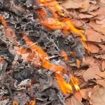 Can Georgia Residents Burn Leaves and Debris in Their Own Yard?