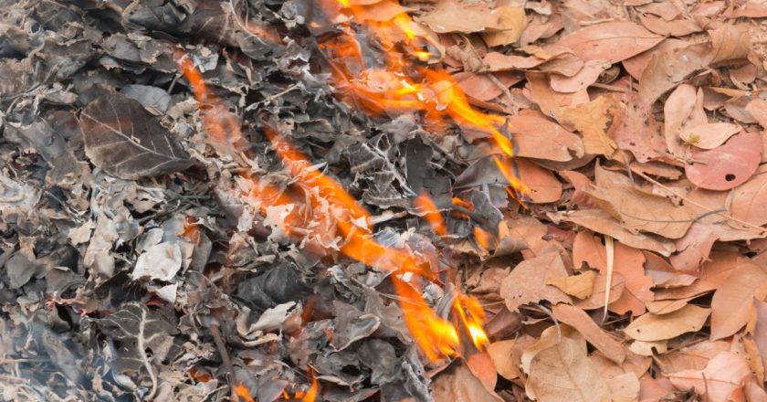 Can Georgia Residents Burn Leaves and Debris in Their Own Yard?