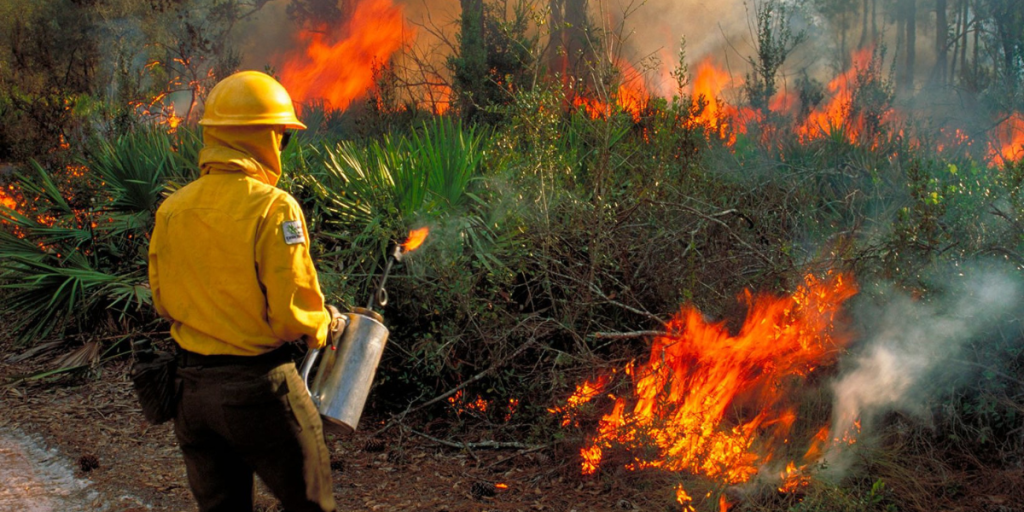 Florida’s Fire Laws Explained—What You Can and Can’t Burn on Your Property