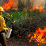 Florida’s Fire Laws Explained—What You Can and Can’t Burn on Your Property