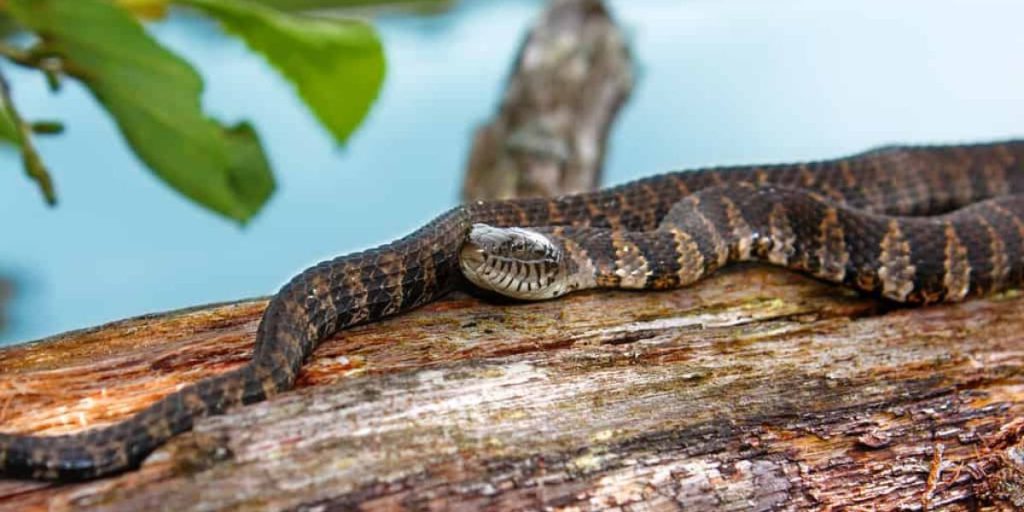 Kansas Lakes Overrun with Snakes—These Are the Worst of the Worst