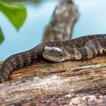 Kansas Lakes Overrun with Snakes—These Are the Worst of the Worst