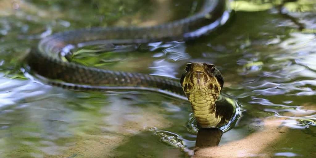 Vermont’s Most Snake-Infested Lakes—You Won’t Believe What’s Hiding Below