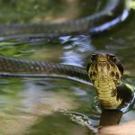 Vermont’s Most Snake-Infested Lakes—You Won’t Believe What’s Hiding Below