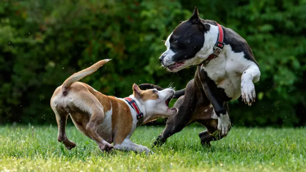 This Dog Breed Tops The List Of Most Dangerous In New Jersey