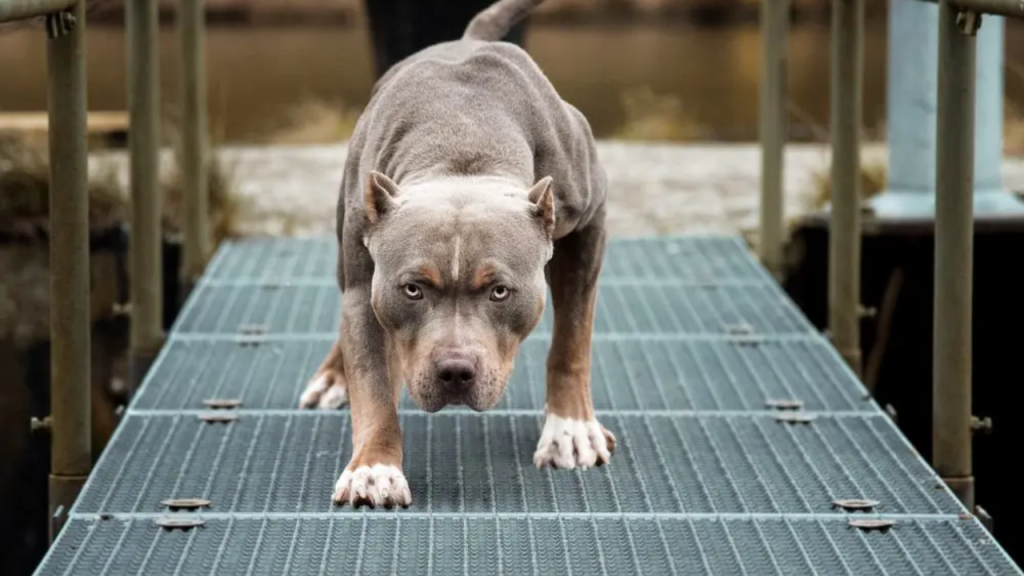 This Dog Breed Tops The List Of Most Dangerous In New Jersey