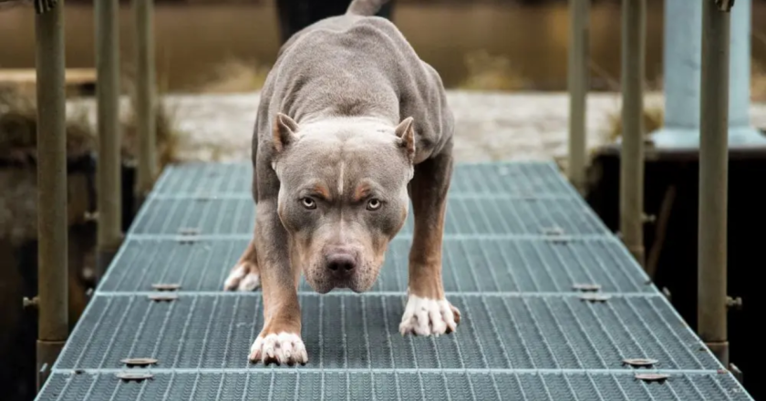 This Dog Breed Tops The List Of Most Dangerous In New Jersey